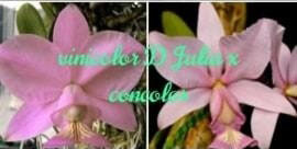 Cattleya nobilior vinicolor 'Dona Julia' x concolor
