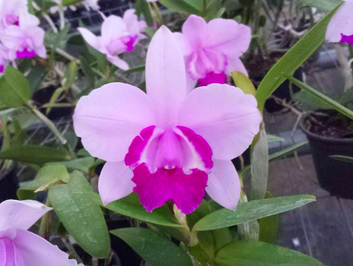 Cattleya intermedia marginata '852' x marginata '652'