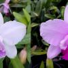 Cattleya intermedia marginata cerulea 'CG' x tipo 'Claudio Deschamps'