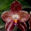 Phalaenopsis Ohl Flame
