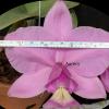 Cattleya nobilior amaliae 'Bariri' x tipo 'Gigante'