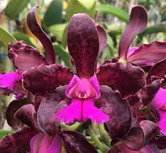 Cattleya leopoldii 'SVO Dark Wonder 4N' 3553 x leopoldii 'SVO Prince 4N' 4097