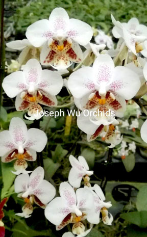 Phalaenopsis stuartiana 'Joseph Wu'