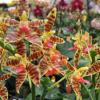 Phalaenopsis cornu-cervi x maculata
