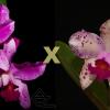 Cattleya amethystoglossa (flamea 'Princesinha' x fantasia 'Junina')