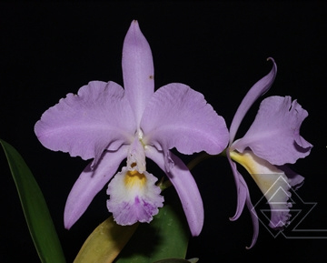 Cattleya warneri venosa suave 'Vento Sul' x SELF