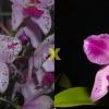 Cattleya amethystoglossa flamea ('Oasis' x petalas larga 'Campea')