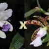 Cattleya amethystoglossa coerulea x aclandiae albina maculata