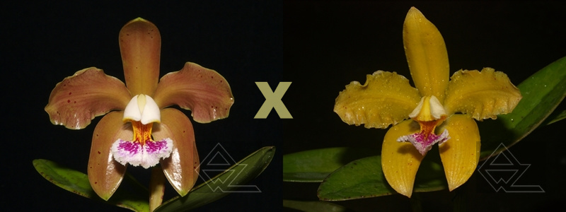 Cattleya schofieldiana ('943' x amarela 'Eldorado')