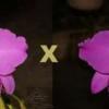 Cattleya labiata (escura 'Lua Cheia' x rubra 'Superba')