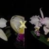 Cattleya mendelii 'Carlos Arango' x semi alba (quase)