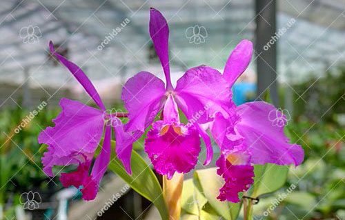 Cattleya warneri escura integra 'Sao Rafael' x SELF