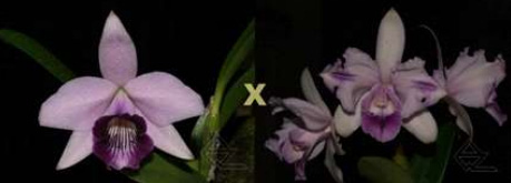 Laelia dayana caerulea x Cattleya intermedia caerulea trilabelo