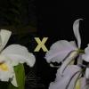 Cattleya warneri suavissima ('Ricardo Bells' x 'Nego')