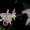 Cattleya mendelli semi alba (quase) x mendelli concolor 'Bucaramanga'