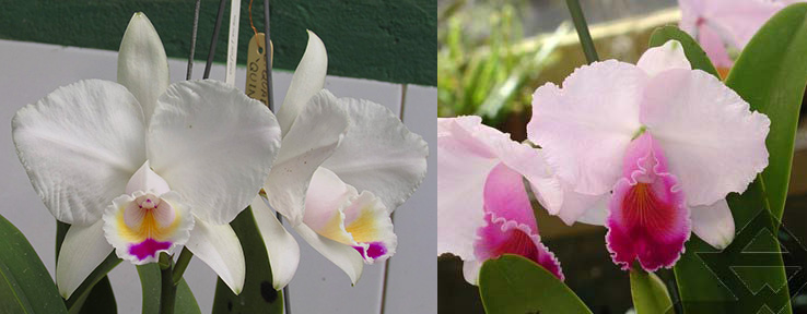 Cattleya quadricolor (semi alba 'Quindio' x 'Sombrero')