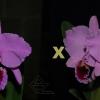 Cattleya percivaliana ('Albert's' x 'Summit-Mutant')