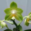 Phalaenopsis Joy Spring Canary 'Green'