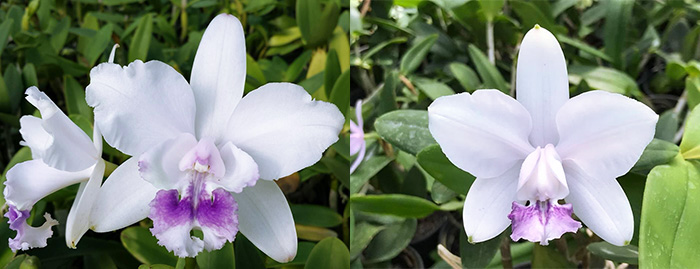 Cattleya intermedia coerulea 'CG' x coerulea 'Gomes'