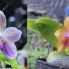Phalaenopsis Mituo GH King Star #17 x (javanica x Ld's Bear Queen) #8