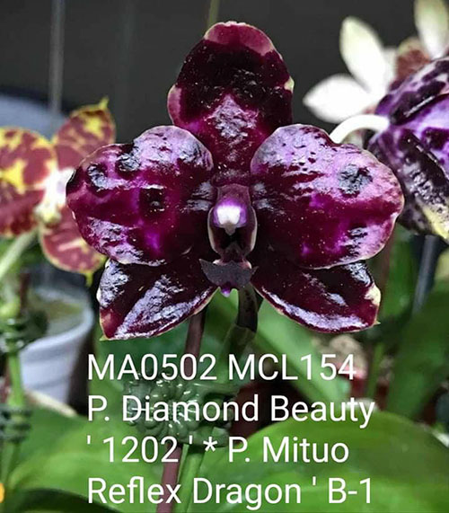 Phalaenopsis Mituo Reflex DD 'Blueberry Jam'