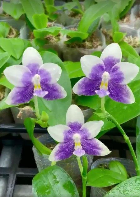 Phalaenopsis YangYang Blue Liuli 'Blue Love'