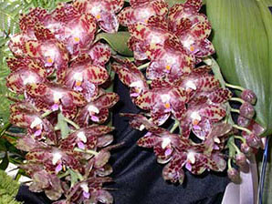 Phalaenopsis gigantea x sib