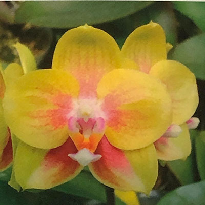 Phalaenopsis Mituo Bellina 'MD'