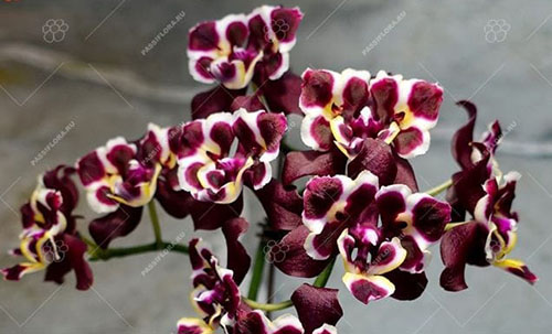 Phalaenopsis (Yaphon Perfume x Taida Pearl) 'ES'
