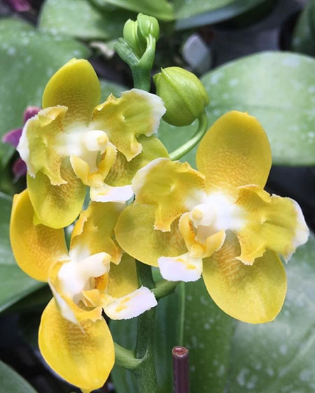 Phalaenopsis Yaphon Perfume Yellow 'ES'