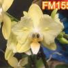 Phalaenopsis Fangmei Green Light 'FM-1553'