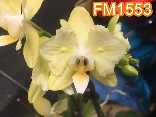 Phalaenopsis Fangmei Green Light 'FM-1553'