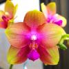 Phalaenopsis AL Rainbow 'JOY'
