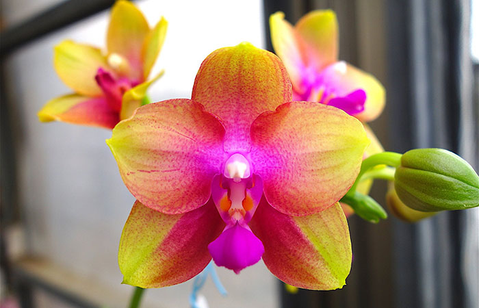 Phalaenopsis AL Rainbow 'JOY'