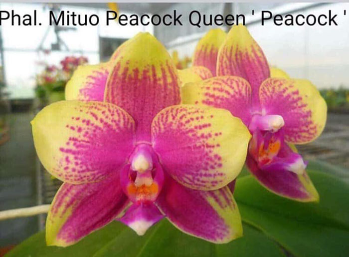 Phalaenopsis Mituo Peacock Queen 'Peacock'