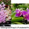 Phalaenopsis Silbergrube 'Freya' x modesta 'Freya'