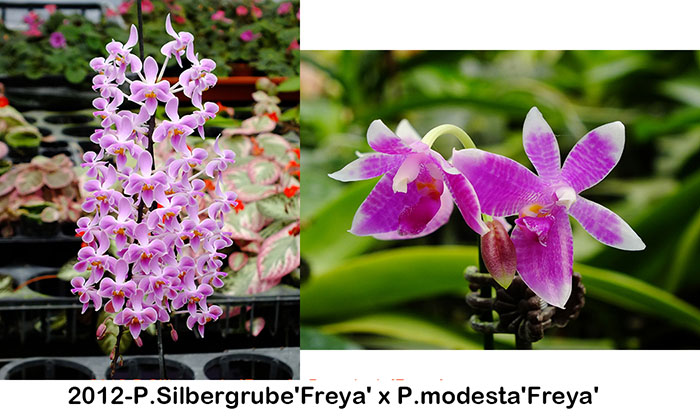 Phalaenopsis Silbergrube 'Freya' x modesta 'Freya'