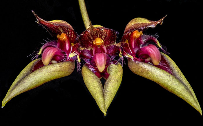 Bulbophyllum pingtungensis