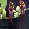 Bulbophyllum fascinator var hampeliana