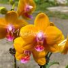 Phalaenopsis Mainshow Unique Orange
