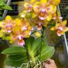 Phalaenopsis Mainshow Star (stem)