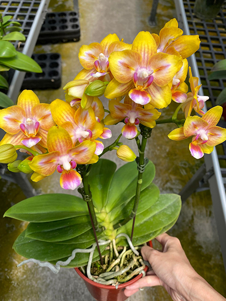 Phalaenopsis Mainshow Star (stem)