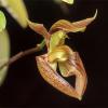 Bulbophyllum lasiochilum var Myanmar