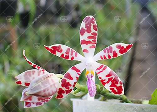 Phalaenopsis zebrina