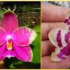 Phalaenopsis Jessie Lee x Teo Hui Ping
