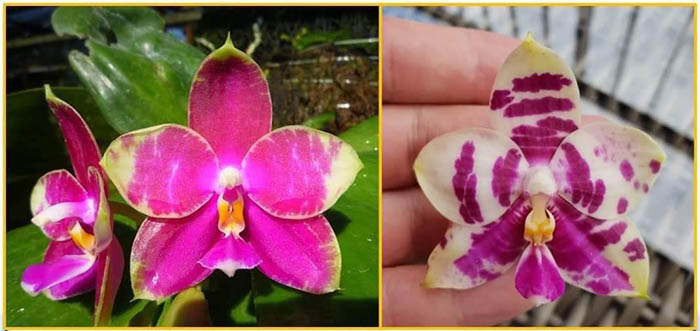 Phalaenopsis Jessie Lee x Teo Hui Ping