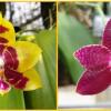 Phalaenopsis LYC Sweet Destiny x Fusheng's Superman