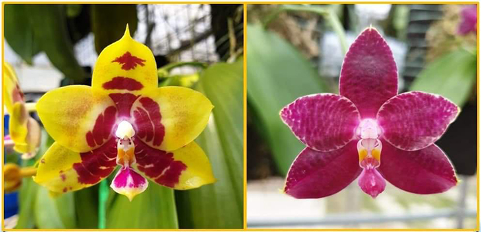 Phalaenopsis LYC Sweet Destiny x Fusheng's Superman
