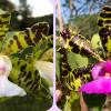 Cattleya aclandiae coerulescens 'Unique' x aclandiae tipo 'Desejada'