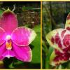 Phalaenopsis Jessie Lee x Hannover Passion